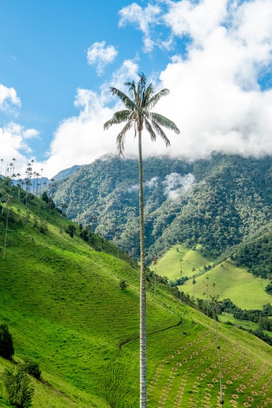 COCORA