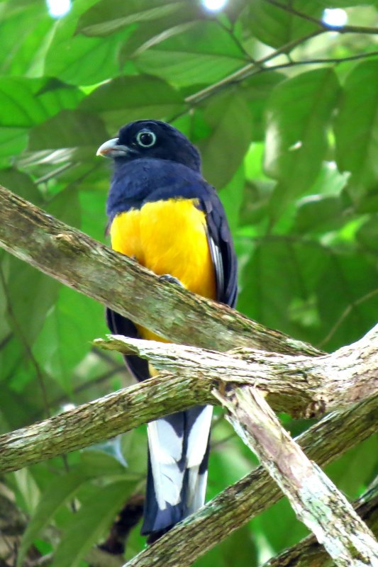 Vogel Amazonia