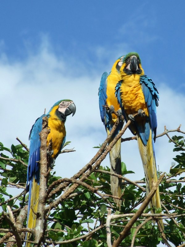 papageien im orinoco delta