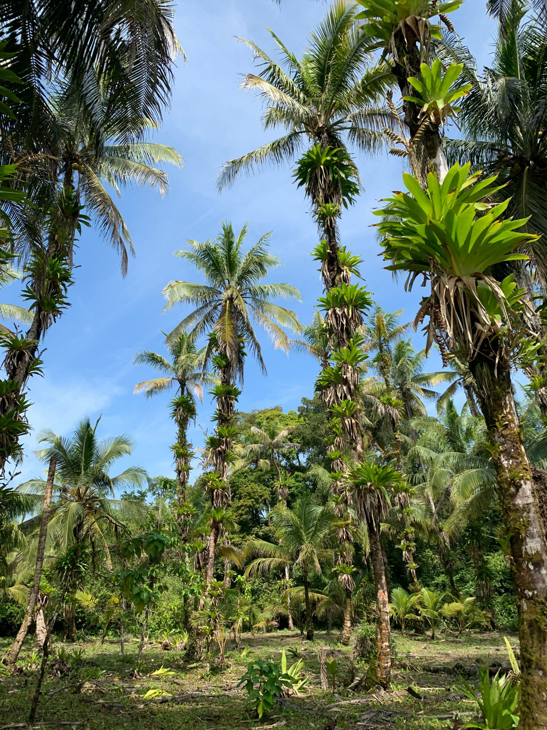 Bocas-del-Toro-Panama-insel