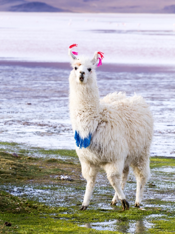 lama-auf-der-lagune-colorada-bolivien