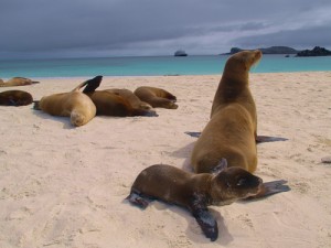 Die Inseln der Galapagos mit anderen Augen entdecken! 1