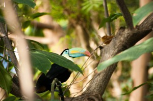 Südamerika - Tukan im Amazonasgebiet von Kolumbien