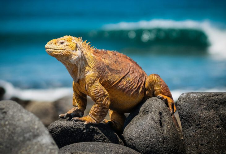 1 Woche Ecuador Kompakt Rundreise