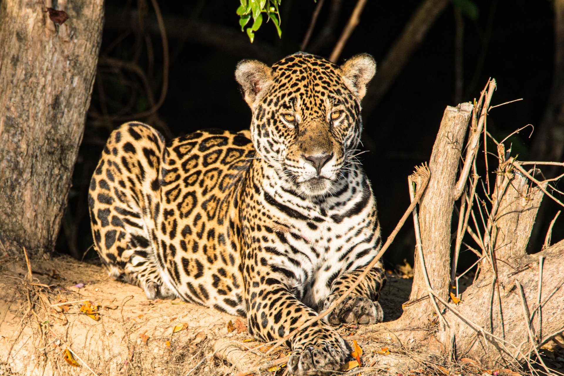 Pantanal Pocone MT Brasil 14