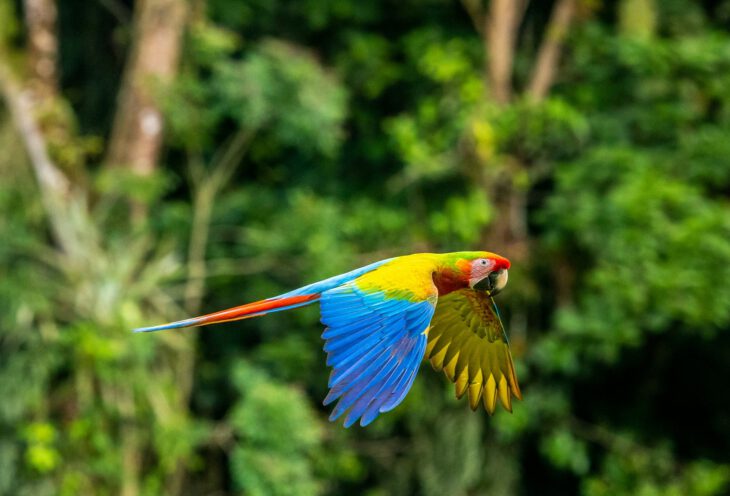 Kombinierte Reise nach Costa Rica und Peru