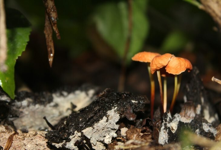 2 Wochen Guayana, Suriname und Franz. Guyana Rundreise