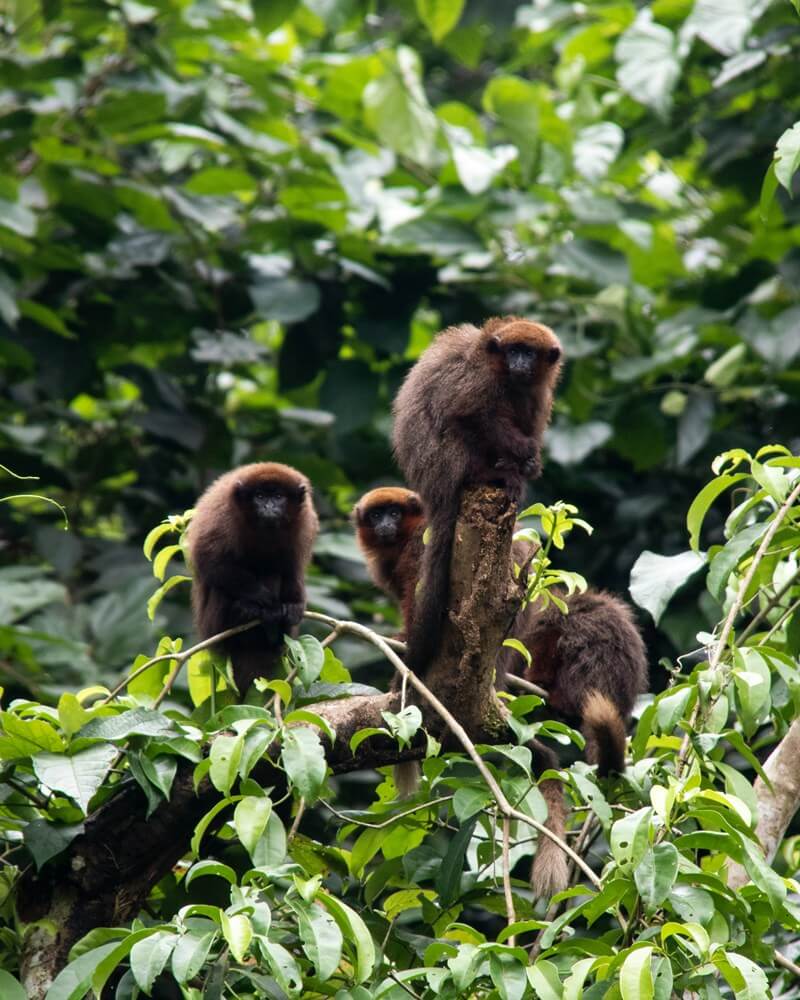 Affen Manu Nationalpark