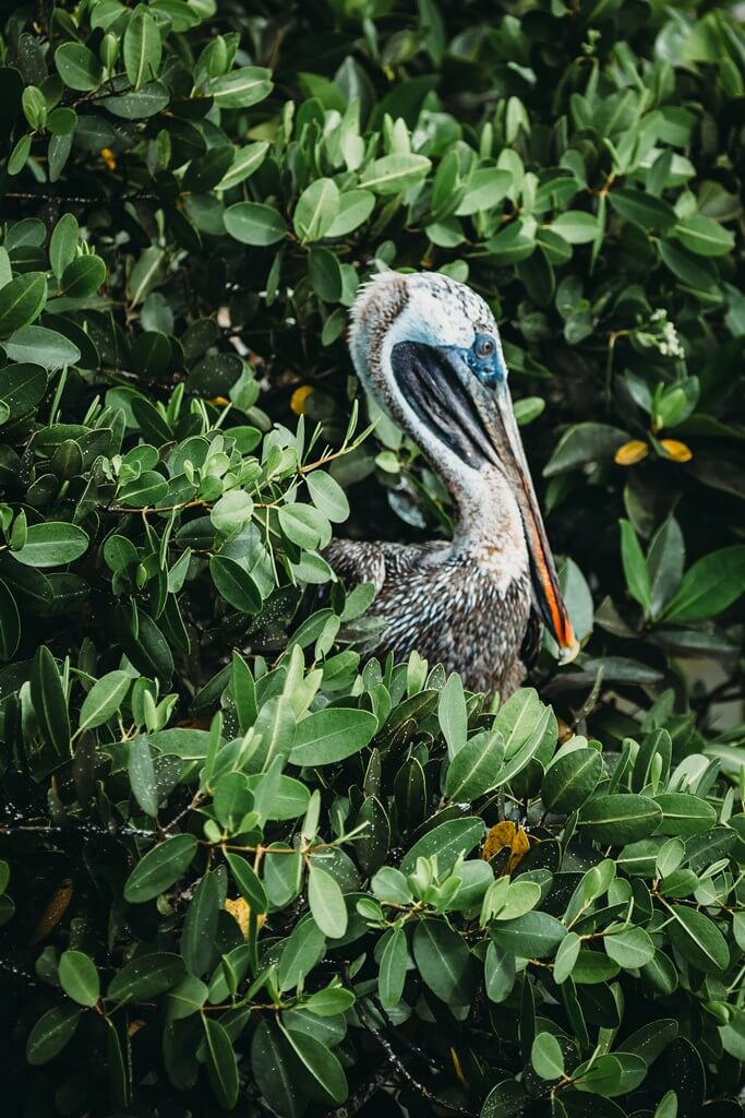 Beste Galapagos Reisezeit