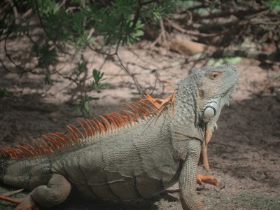 Leguan auf San Andres