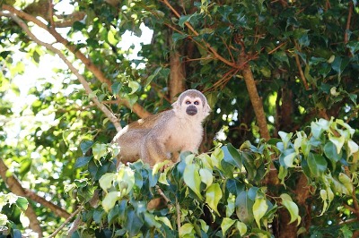 amazonas affe