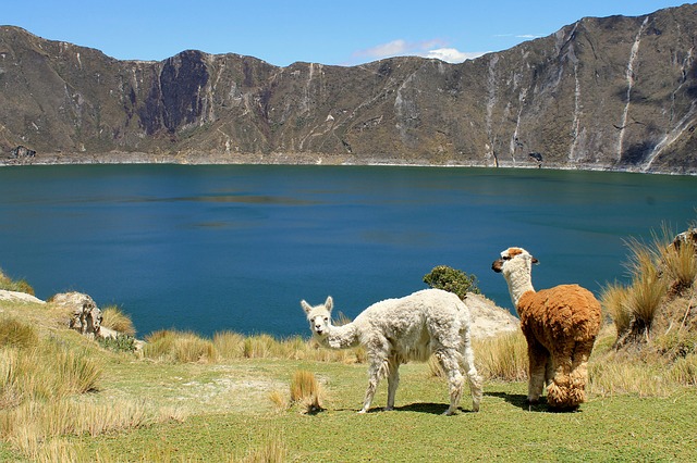 lama caja nationalpark 1