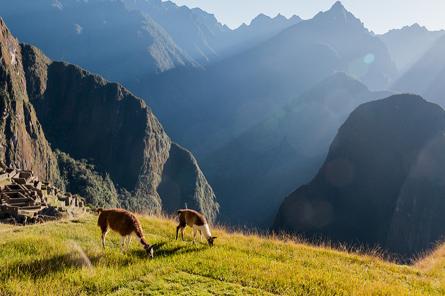 machu picchu lamas