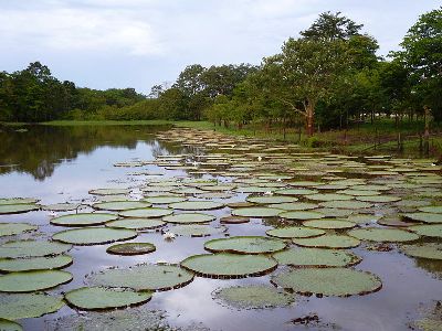 natur leticia