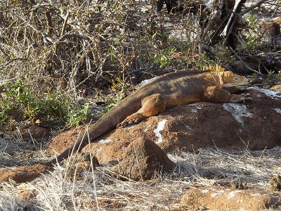 reptil galapagos