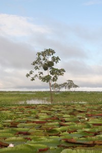 rio negro in brasilien