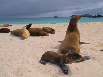 seeloewen auf den galapagos