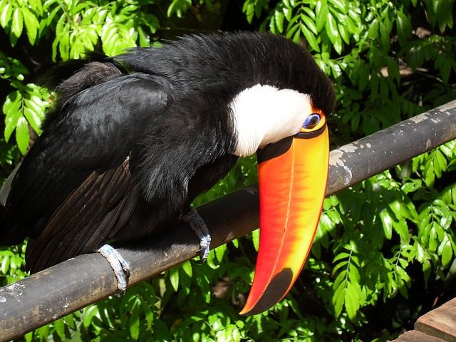 tukan Iguazu Wasserfalle