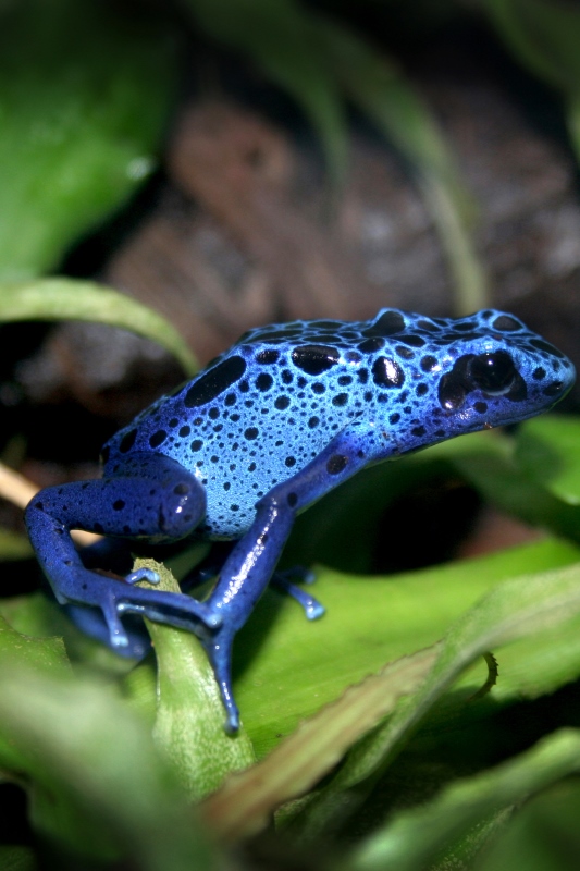 Blauer-Pfeilgiftfrosch-sudamerika-tiere