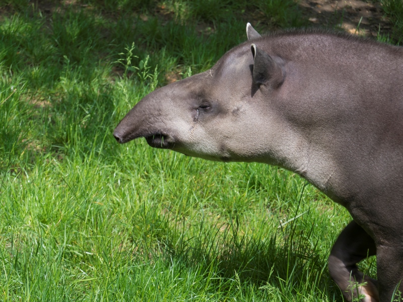 Der-Tapir-brazilien-suramerika-tiere