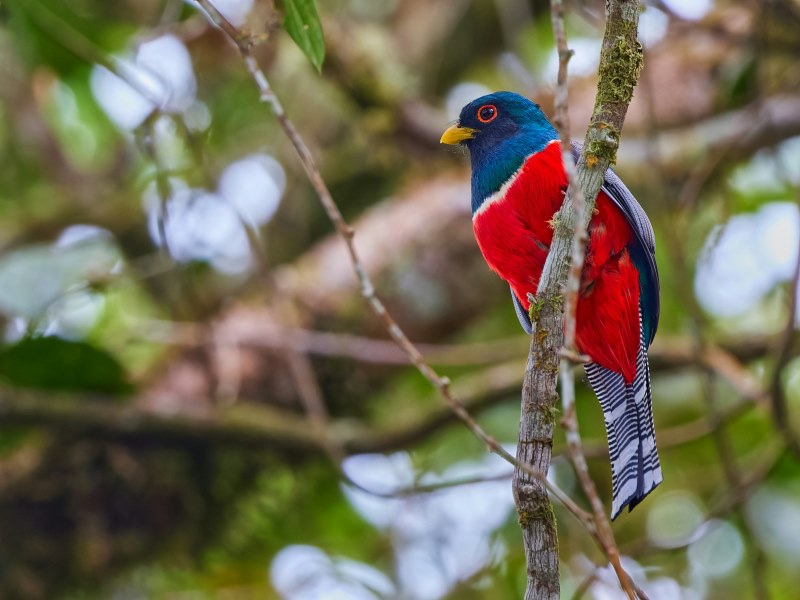 Vogel-Panama-sudamerika-tiere