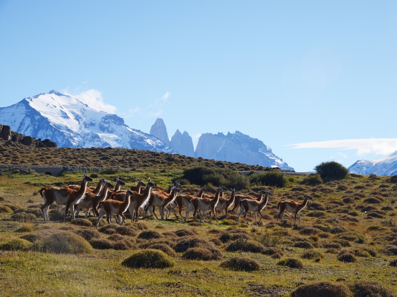 guanaco-patagonien-sudamerika-tiere.