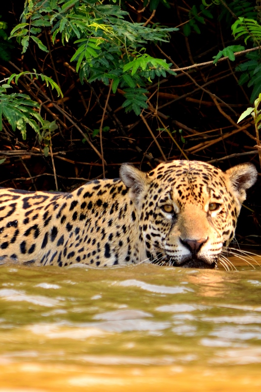 jaguar-in-pantanal-suedamerika-tiere