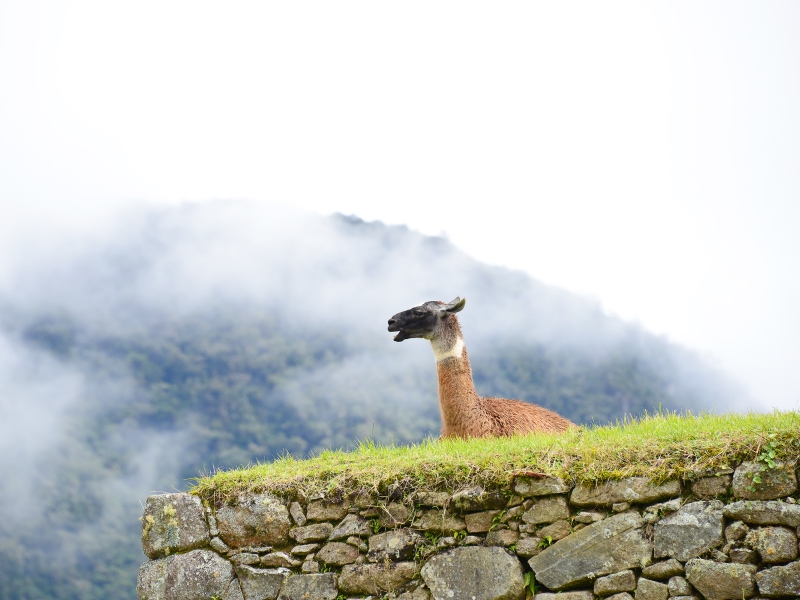 llama-peru-sudamerika-tiere.