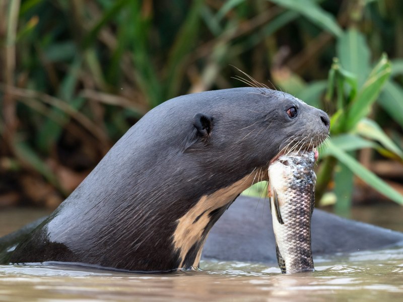 Otter-sudamerika-tiere