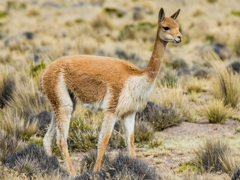 vicuna-arequipa-peru-sudamerika-tiere-