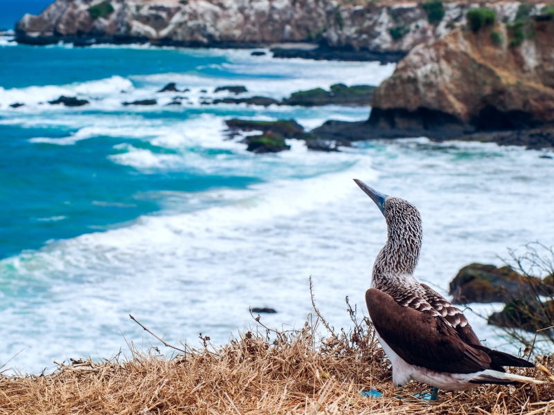 Isla-de-la-Plata-Ecuador