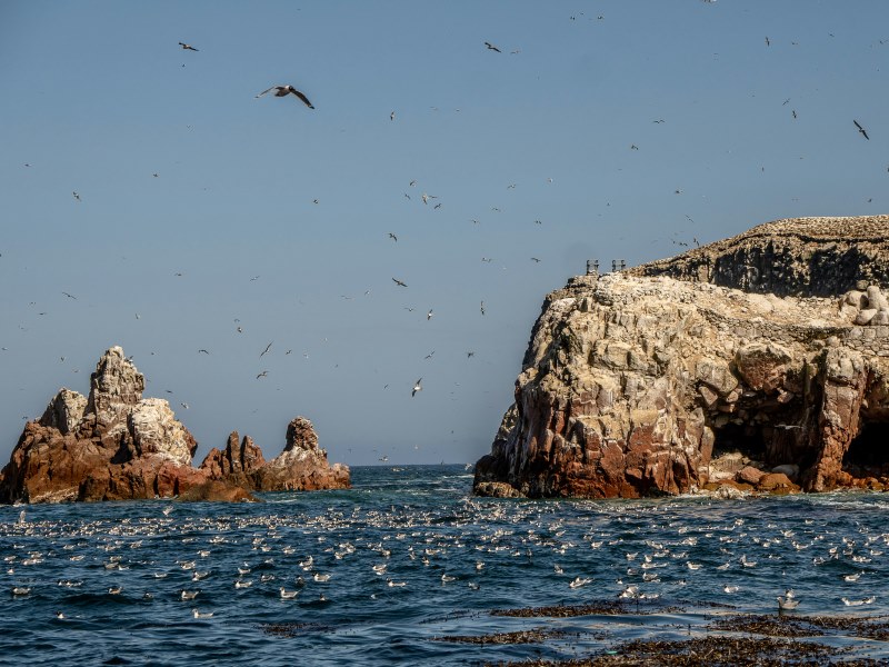 Islas Ballestas, Peru