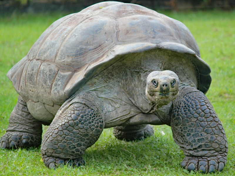 Riesenschildkröten- Galapagos