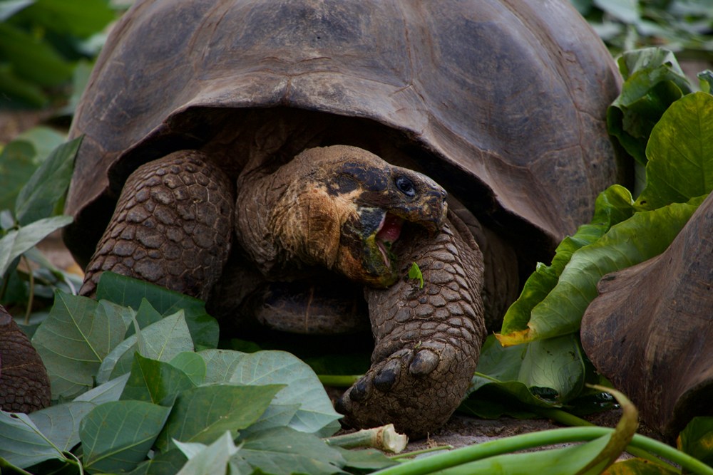 galapagos reisezeit