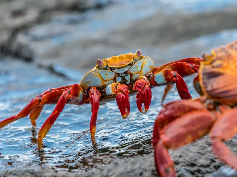 Ecuador – Kulturen am Äquator 7 Ecuador Aqui 6